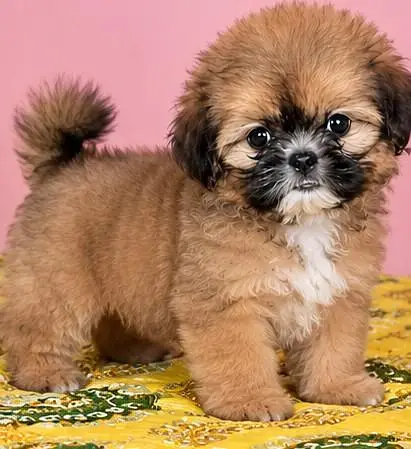shih tzu puppy female available for — photo 4