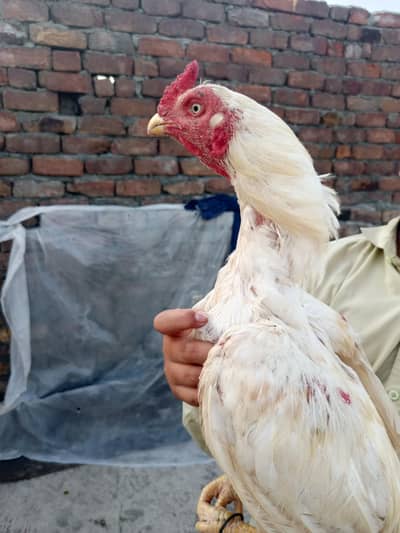 Aseel mianwali