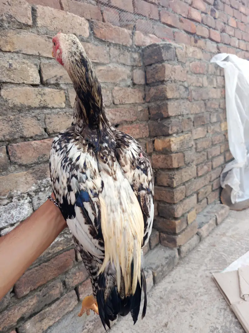 Aseel mianwali — photo 4