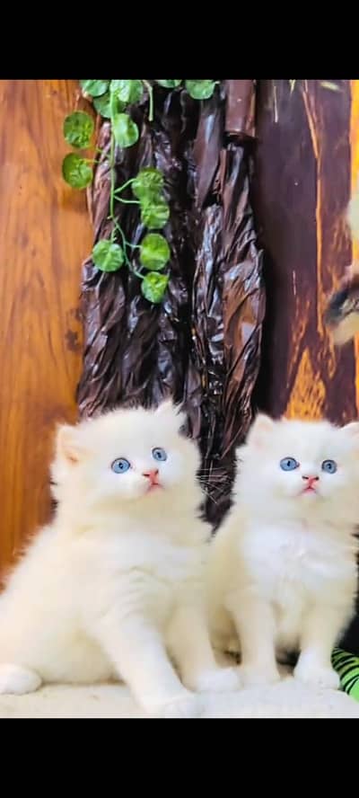 Quality Persian cat & Kittens Male & female available for sale