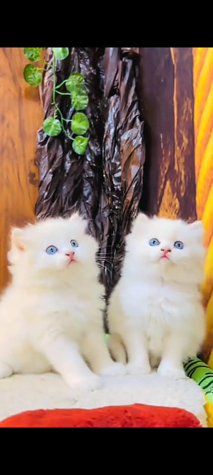 Quality Persian cat & Kittens Male & female available for sale — photo 2