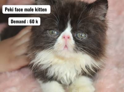 Peki face persian kittens | male kittens | Cfa blood line kittens