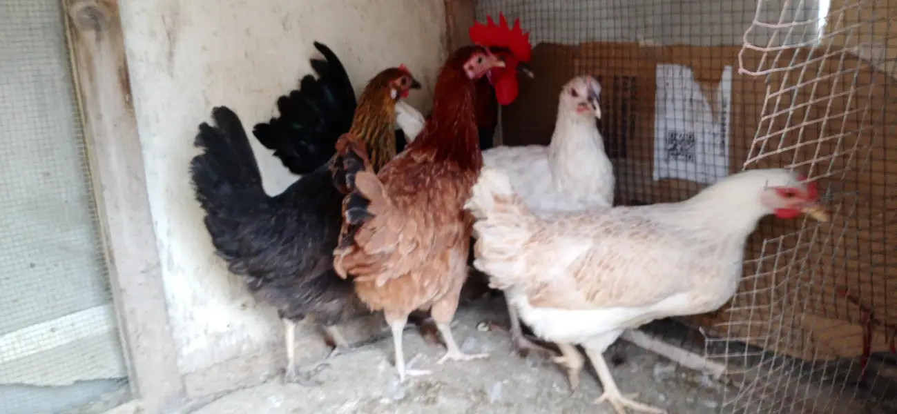 golden misri murgi sub andy wali hen ek  sath deni hen — photo 2