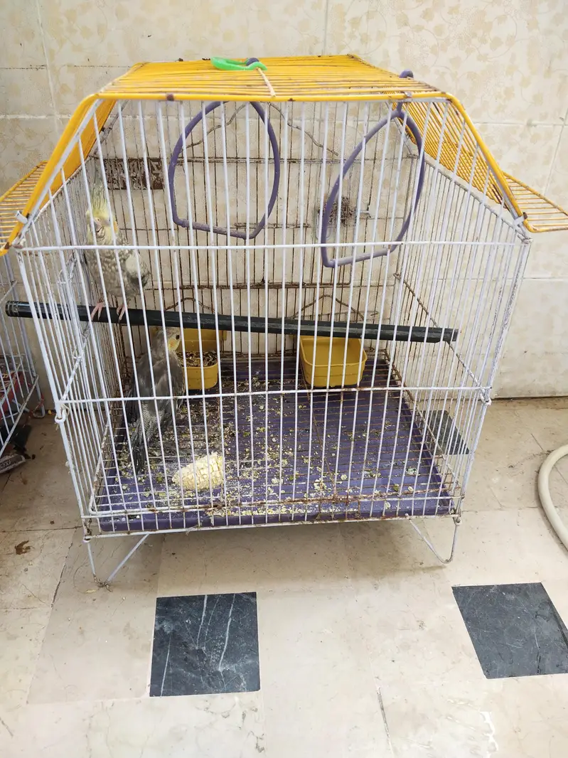 cocktail chicks available for sale — photo 12