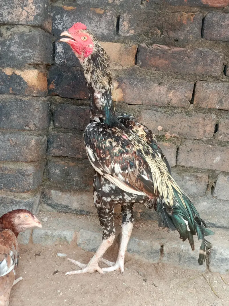Aseel chaitra mianwali — photo 2