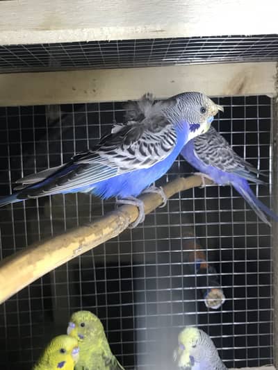 hogo romo Breeder pair