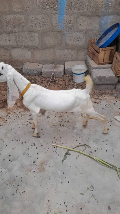 urgent sale need cash only WhatsApp 03152344578