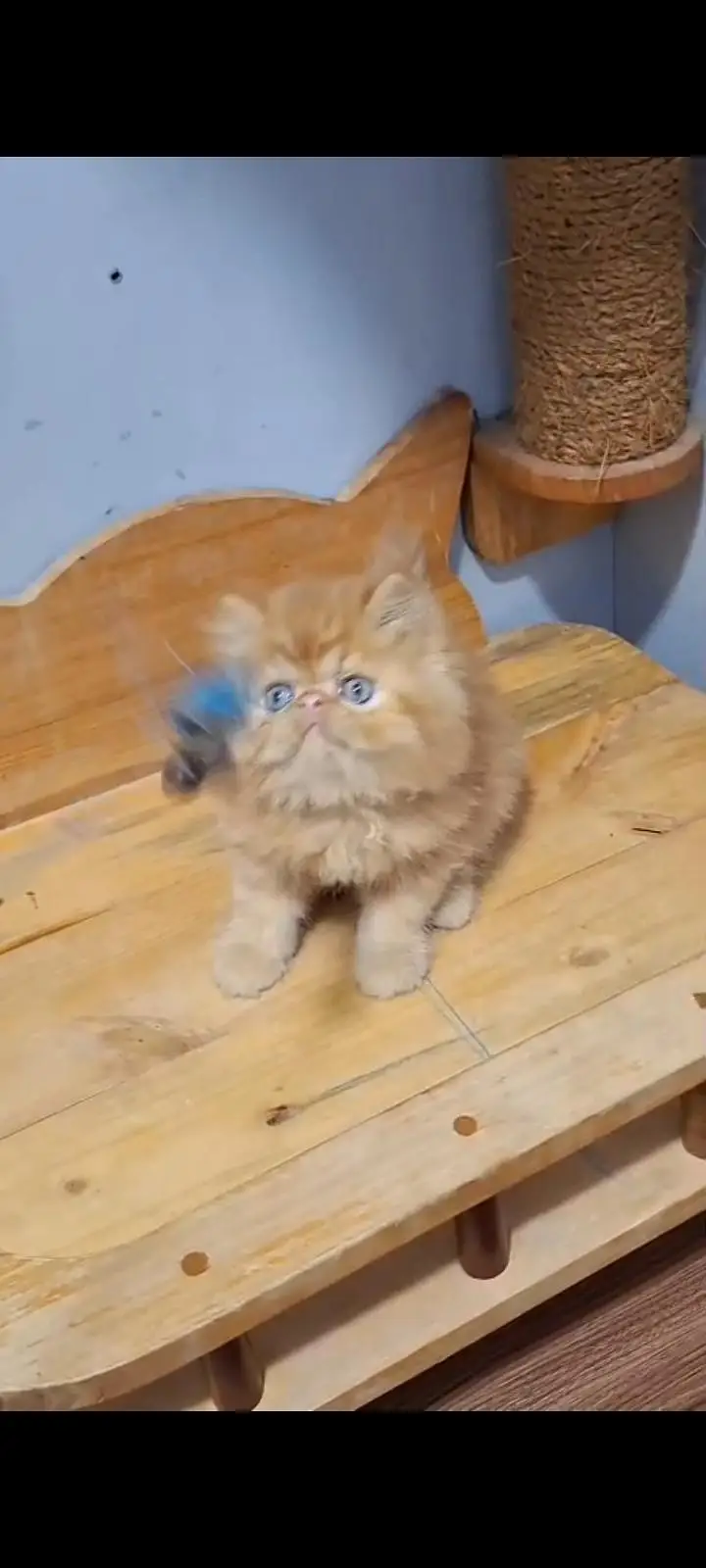 Quality Persian cat & Kittens Male & female available for sale — photo 3