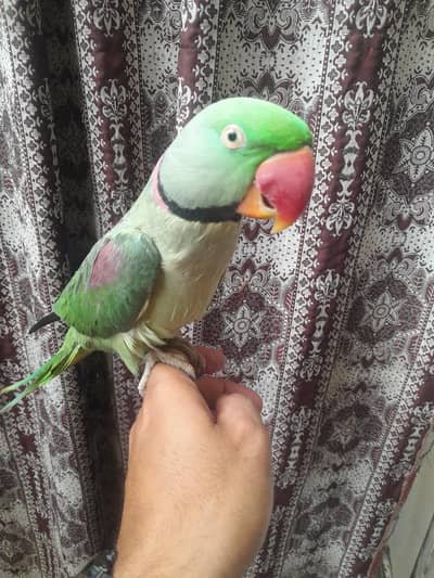 raw parrots hand tamed 0315 4336708