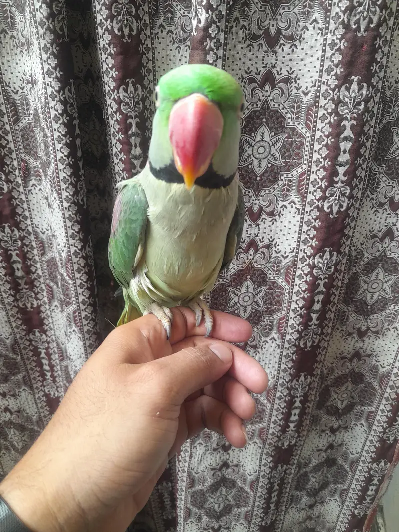 raw parrots hand tamed 0315 4336708 — photo 2