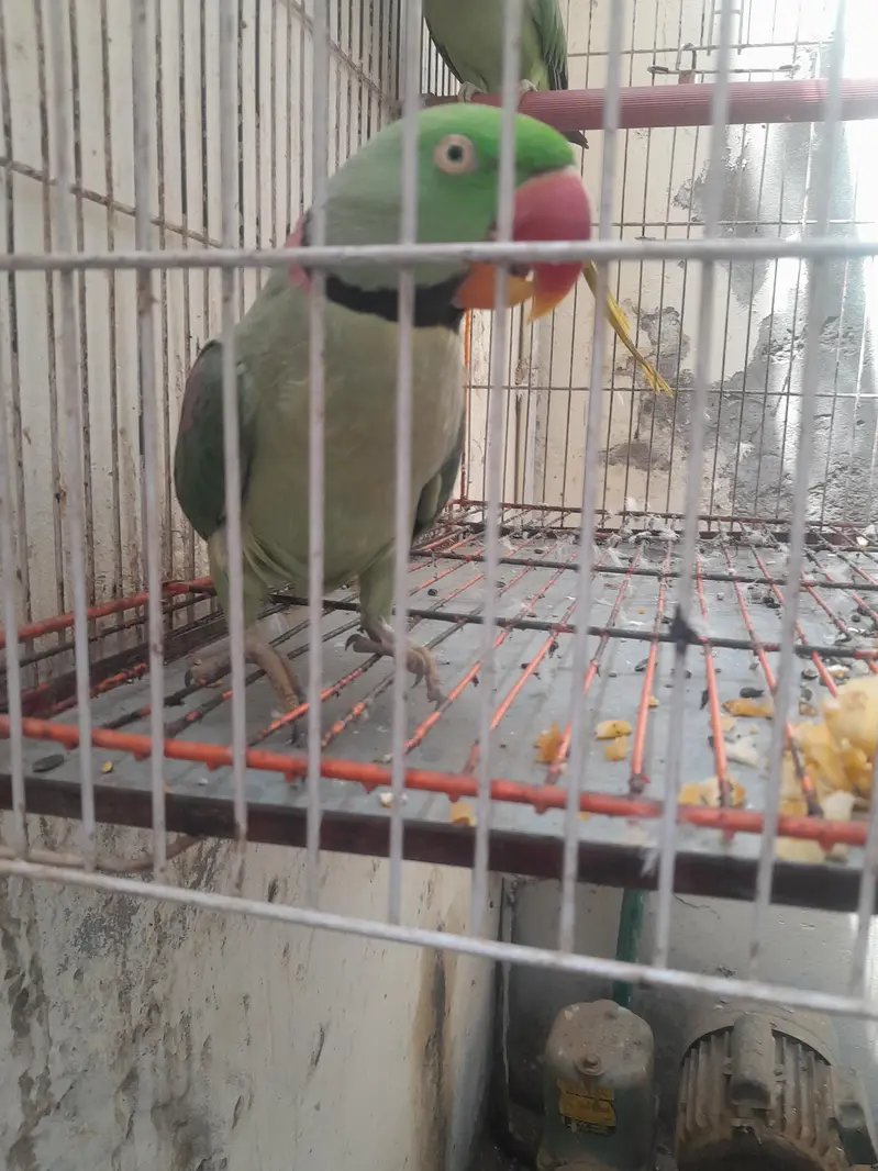 raw parrots hand tamed 0315 4336708 — photo 3