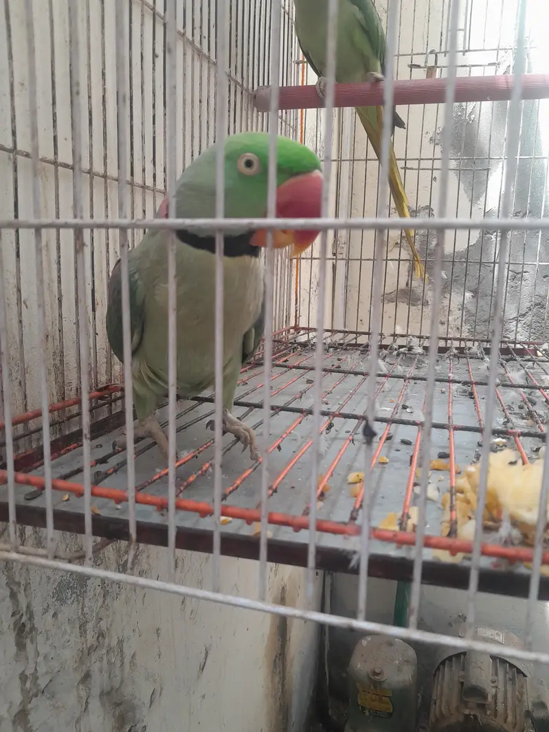 raw parrots hand tamed 0315 4336708 — photo 4