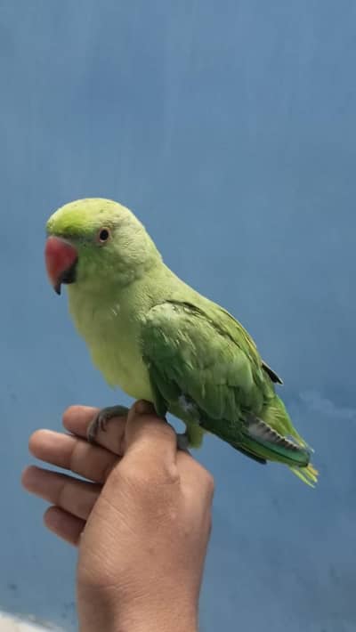 Hand tame