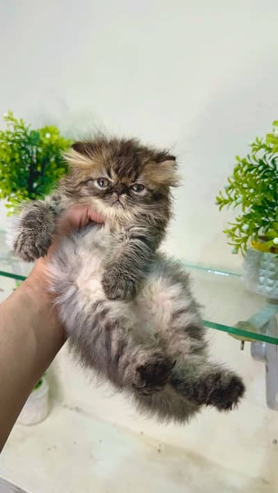 Peki face persian kittens | cats | Cfa kittens for sale