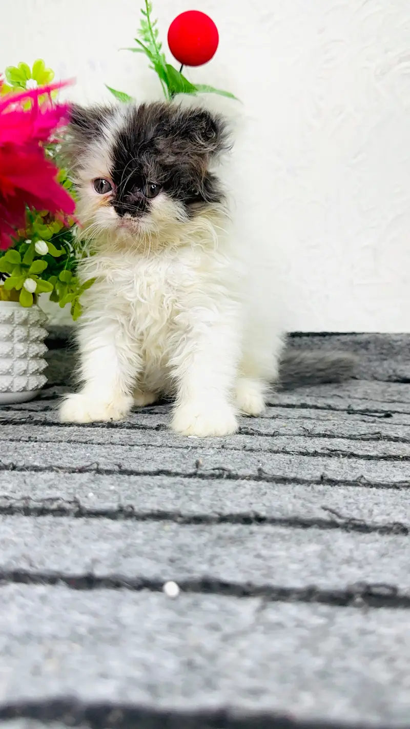 Peki face persian kittens | cats | Cfa kittens for sale — photo 2