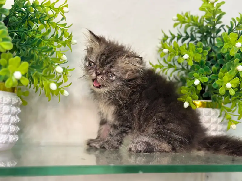 Peki face persian kittens | cats | Cfa kittens for sale — photo 3