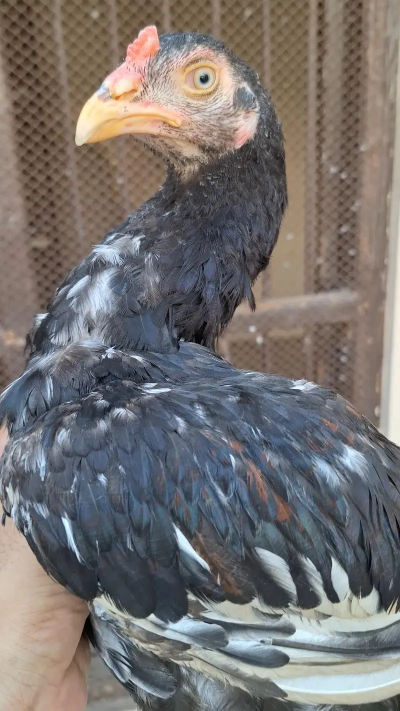 High quality young aseel male — photo 2