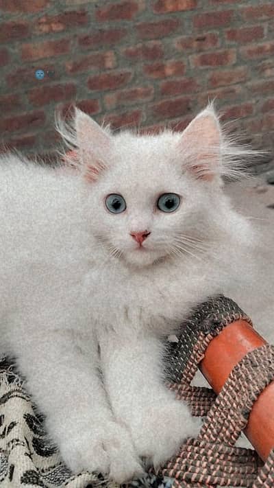 persian