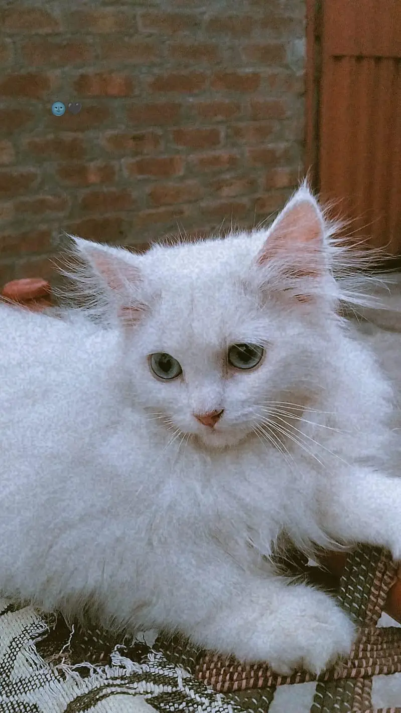 persian — photo 2