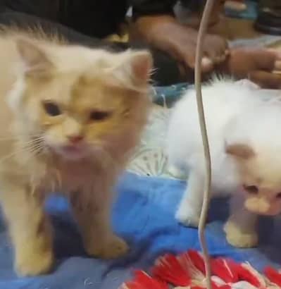 kittens parsian tripal code