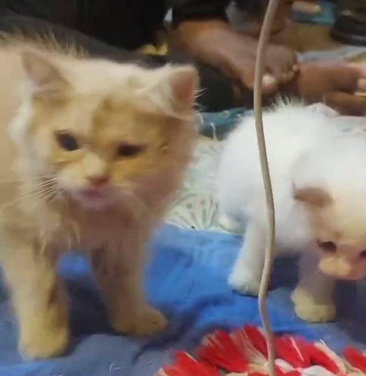 kittens parsian tripal code 0