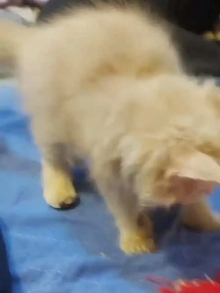 kittens parsian tripal code — photo 2