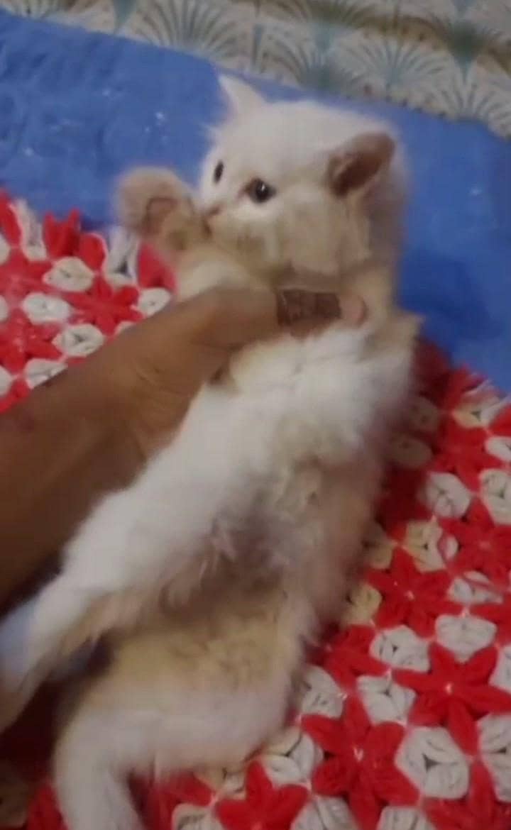 kittens parsian tripal code 2