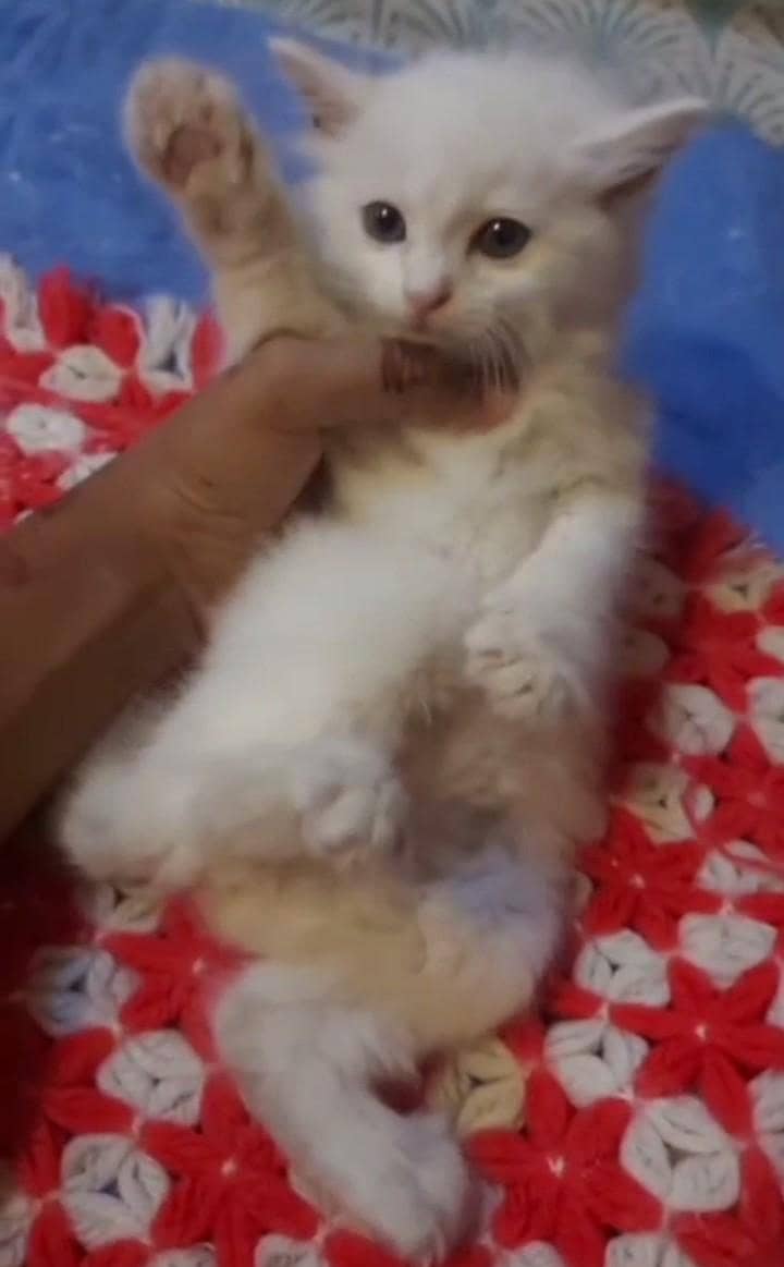 kittens parsian tripal code 3