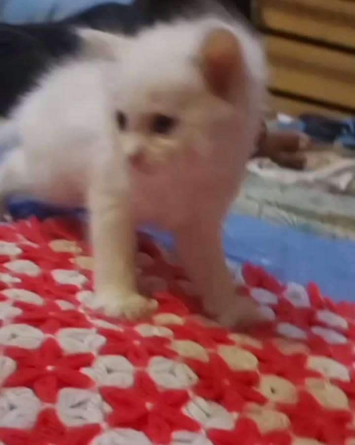 kittens parsian tripal code 4