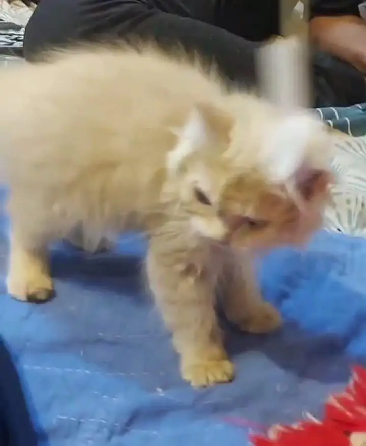 kittens parsian tripal code — photo 6