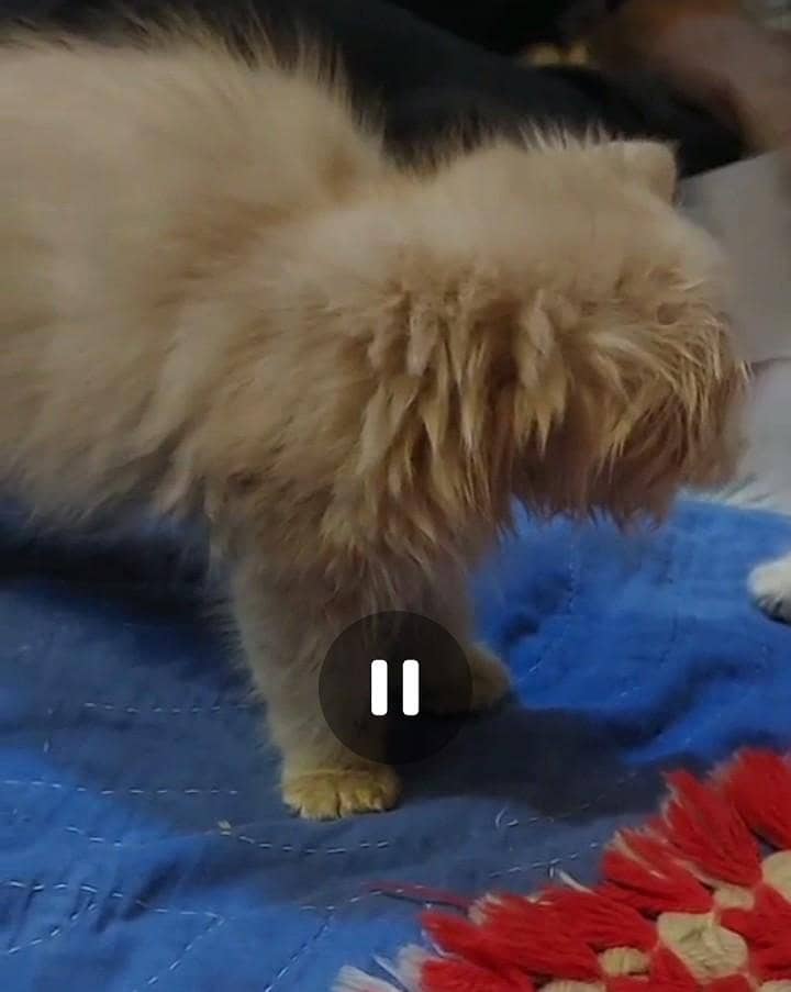 kittens parsian tripal code 6