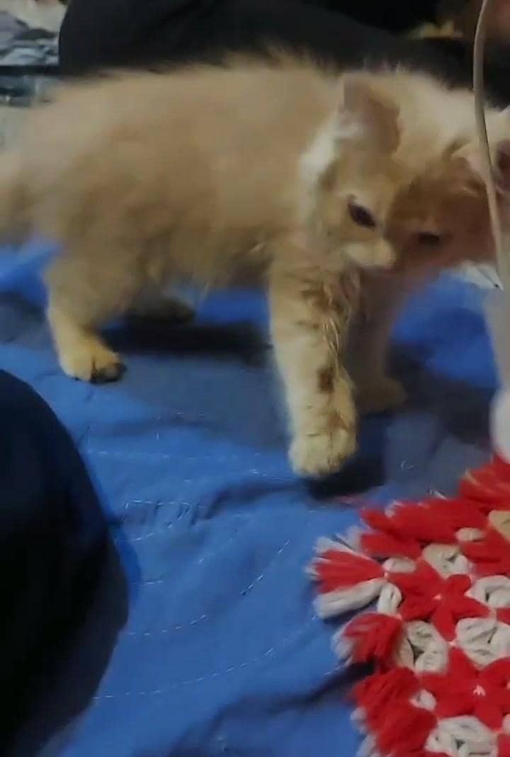 kittens parsian tripal code 7