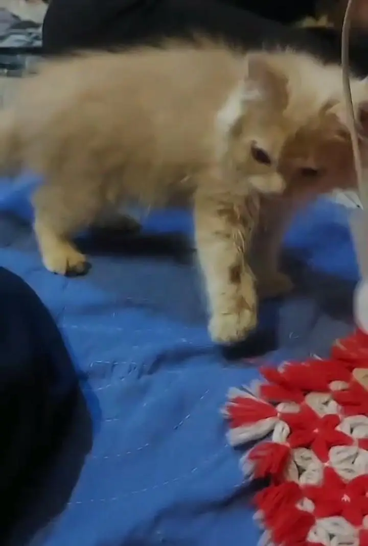 kittens parsian tripal code — photo 8