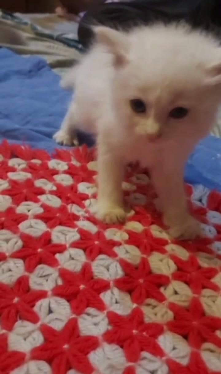 kittens parsian tripal code 8