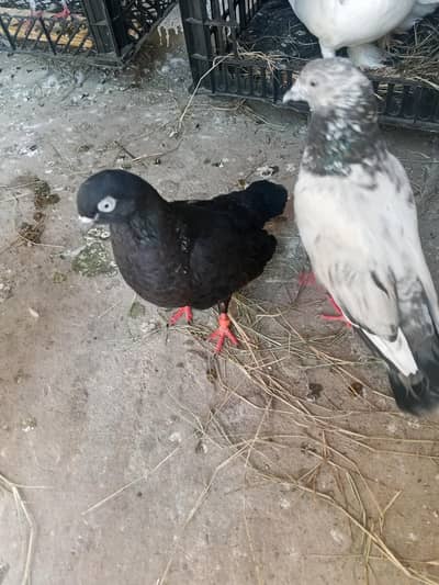 kabotar for sale urgent
