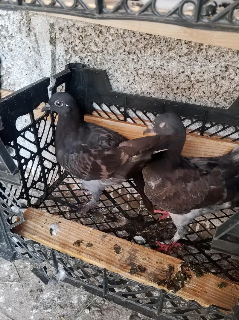 kabotar for sale urgent — photo 2