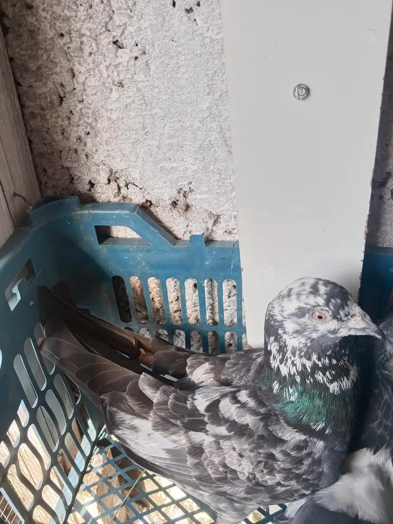 kabotar for sale urgent — photo 4