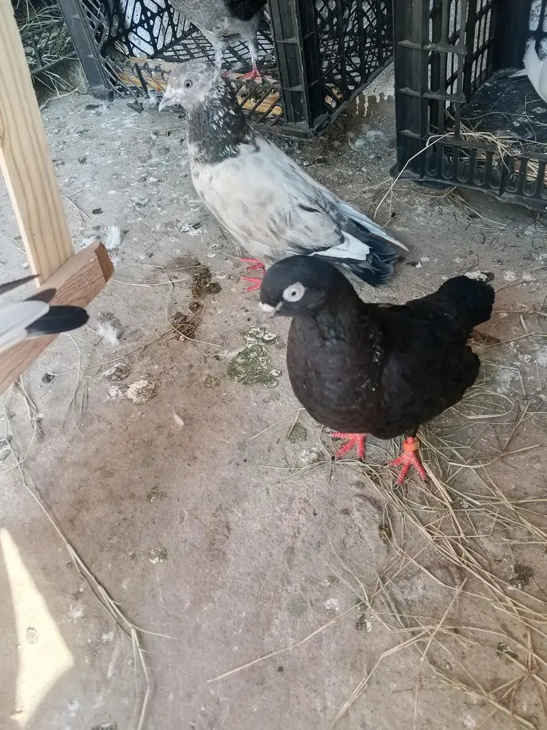 kabotar for sale urgent — photo 5