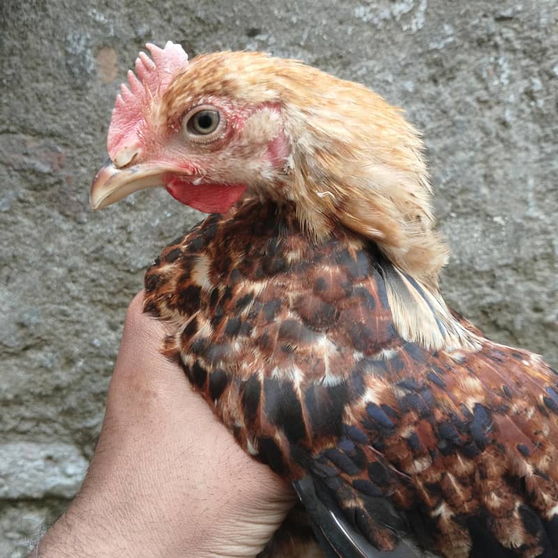 four Hens scale 1