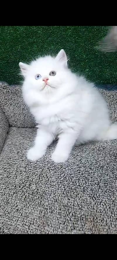 Quality Persian cat & Kittens Male & female available for sale