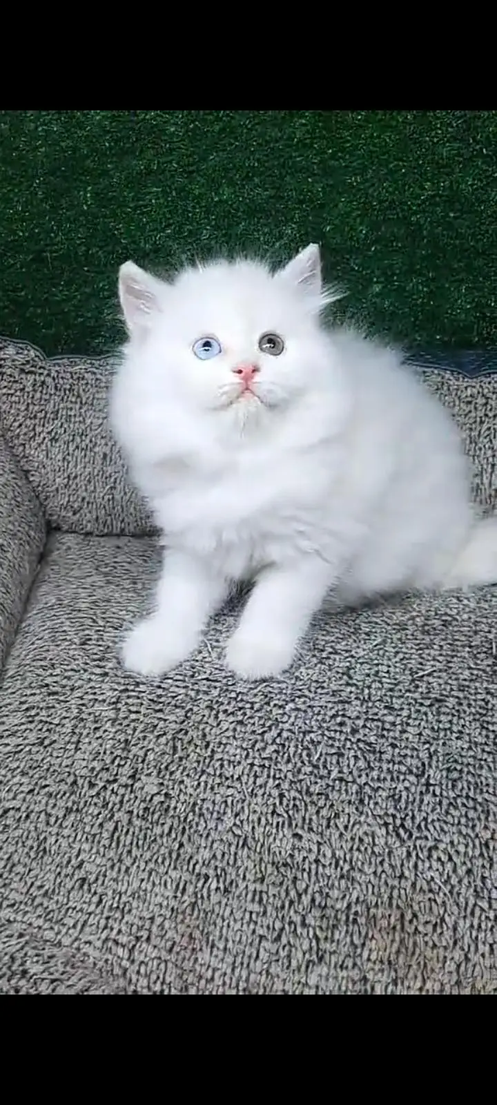 Quality Persian cat & Kittens Male & female available for sale — photo 2