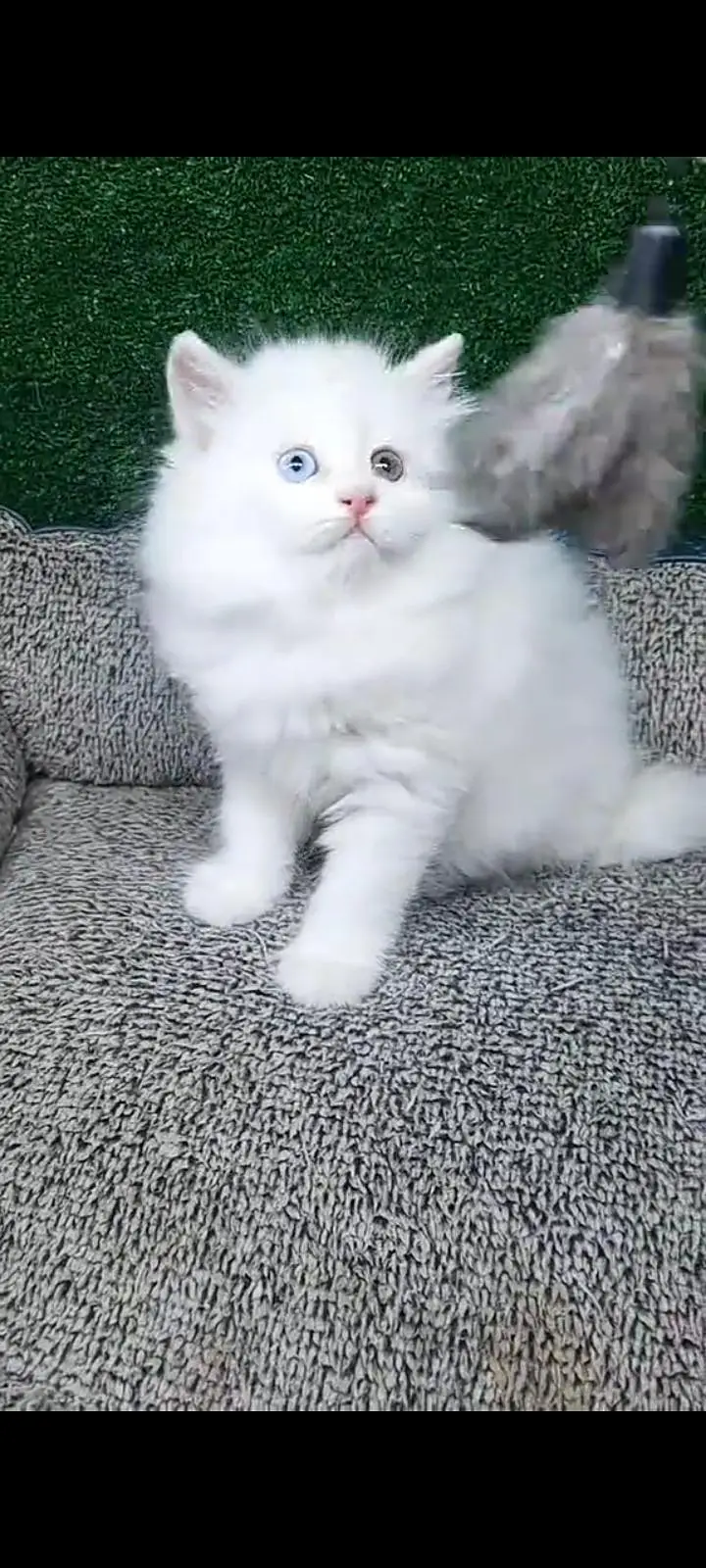 Quality Persian cat & Kittens Male & female available for sale — photo 3