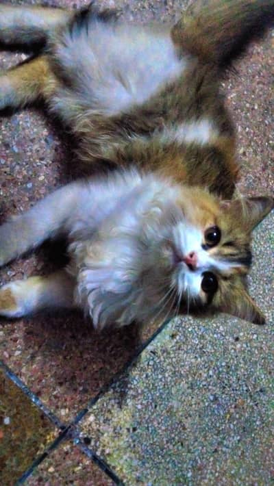 beautiful persion female cat for sale03147670258