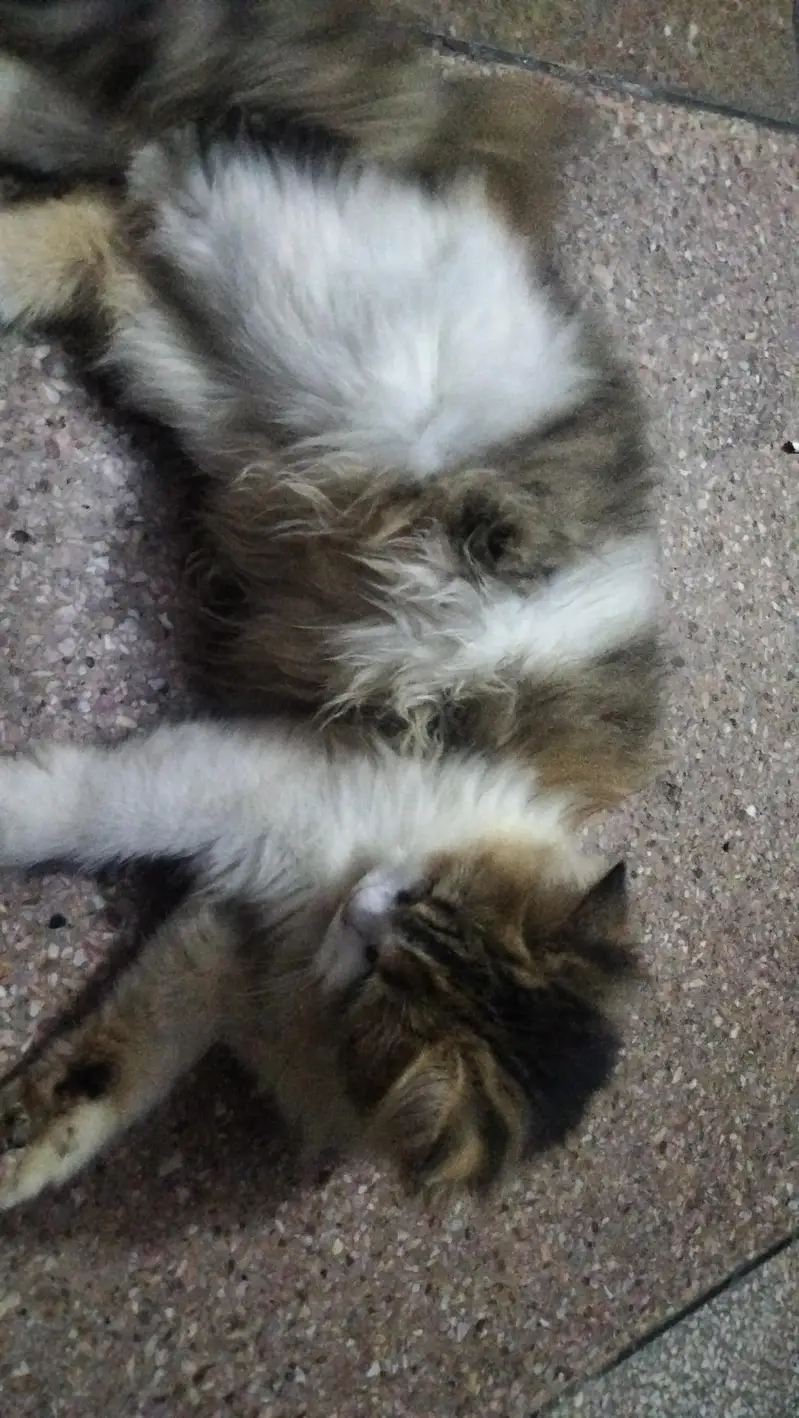 beautiful persion female cat for sale03147670258 — photo 2