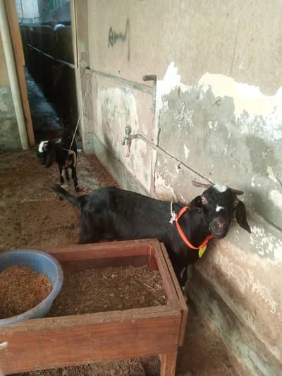 breeder barkri with 2 female kinds dasi barkir