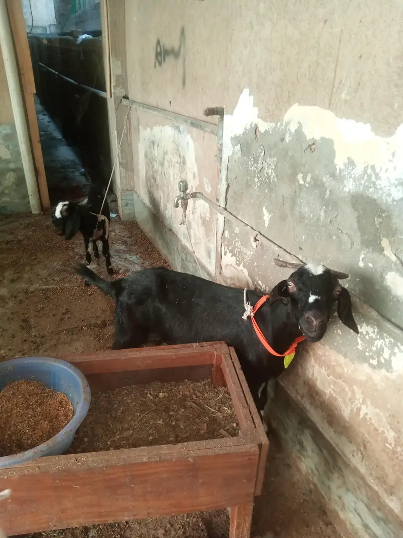 breeder barkri with 2 female kinds dasi barkir