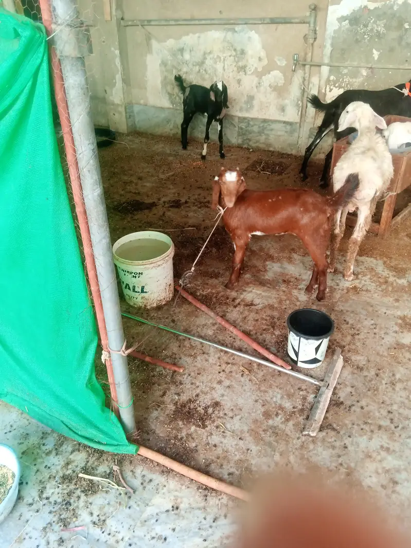 breeder barkri with 2 female kinds dasi barkir — photo 2
