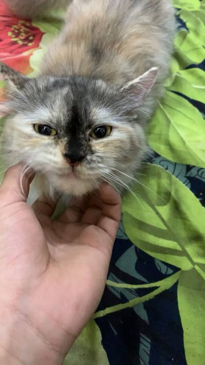 Persian cat