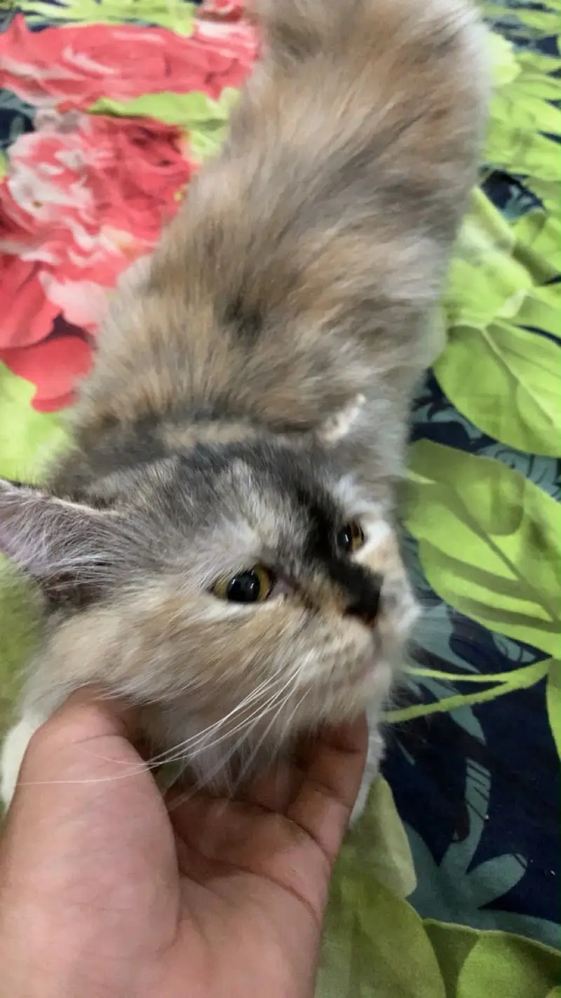Persian cat — photo 2