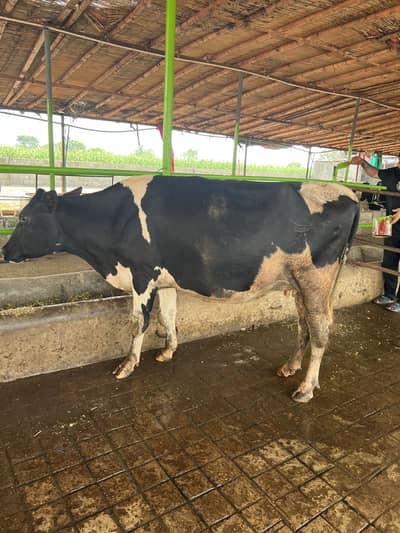 2nd timer fresian cow ready to calving